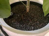 Flora limburg plant met pot ø40x76cm (4x) - afbeelding 5 van  7