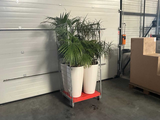 Flora limburg plant met pot ø40x76cm (4x) - afbeelding 1 van  5