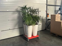 Flora limburg plant met pot ø40x76cm (4x) - afbeelding 1 van  5