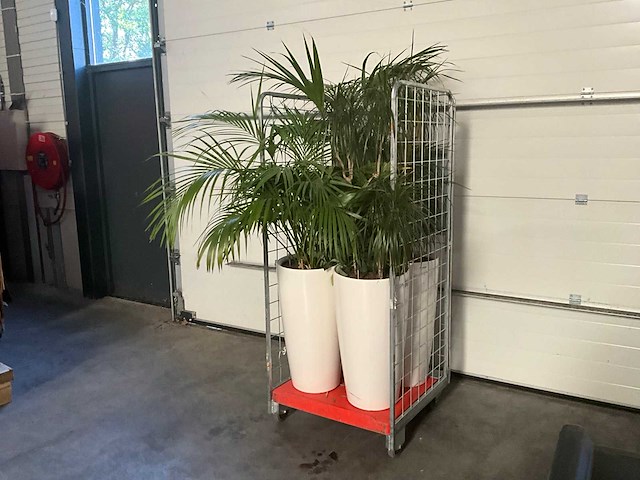 Flora limburg plant met pot ø40x76cm (4x) - afbeelding 2 van  5