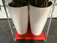 Flora limburg plant met pot ø40x76cm (4x) - afbeelding 3 van  5