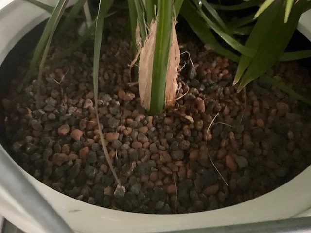 Flora limburg plant met pot ø40x76cm (4x) - afbeelding 4 van  5