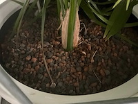 Flora limburg plant met pot ø40x76cm (4x) - afbeelding 4 van  5