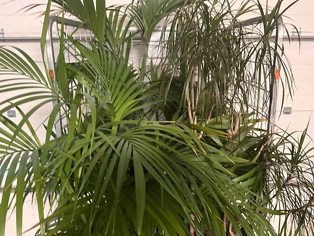 Flora limburg plant met pot ø40x76cm (4x) - afbeelding 5 van  5