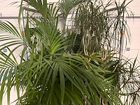 Flora limburg plant met pot ø40x76cm (4x) - afbeelding 5 van  5