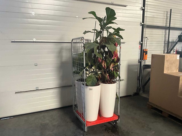 Flora limburg plant met pot ø40x76cm (4x) - afbeelding 1 van  9