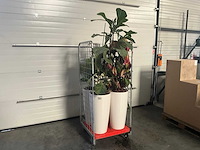 Flora limburg plant met pot ø40x76cm (4x) - afbeelding 1 van  9