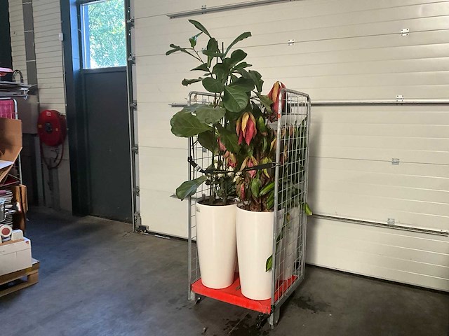 Flora limburg plant met pot ø40x76cm (4x) - afbeelding 2 van  9