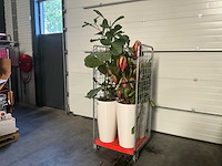 Flora limburg plant met pot ø40x76cm (4x) - afbeelding 2 van  9