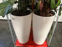 Flora limburg plant met pot ø40x76cm (4x) - afbeelding 3 van  9