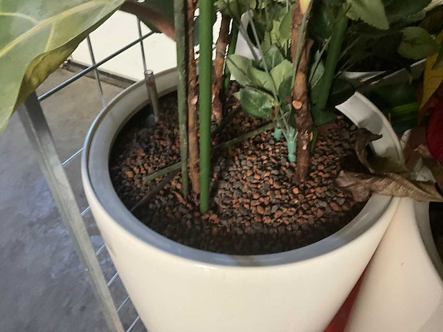 Flora limburg plant met pot ø40x76cm (4x) - afbeelding 4 van  9