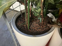Flora limburg plant met pot ø40x76cm (4x) - afbeelding 4 van  9