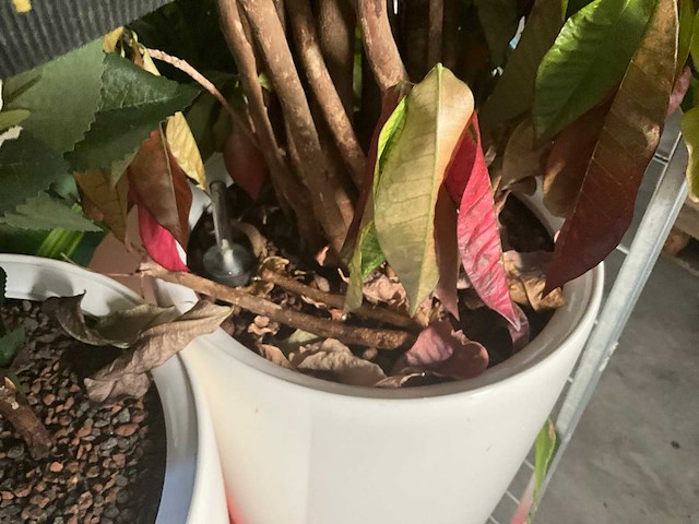 Flora limburg plant met pot ø40x76cm (4x) - afbeelding 5 van  9