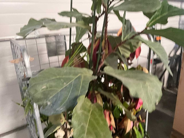 Flora limburg plant met pot ø40x76cm (4x) - afbeelding 6 van  9