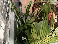 Flora limburg plant met pot ø40x76cm (4x) - afbeelding 7 van  9