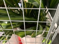 Flora limburg plant met pot ø40x76cm (4x) - afbeelding 9 van  9