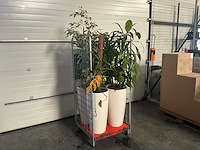 Flora limburg plant met pot ø40x76cm (4x) - afbeelding 1 van  7