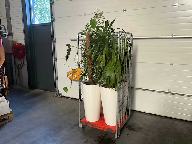 Flora limburg plant met pot ø40x76cm (4x) - afbeelding 2 van  7