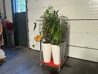 Flora limburg plant met pot ø40x76cm (4x) - afbeelding 2 van  7