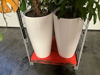 Flora limburg plant met pot ø40x76cm (4x) - afbeelding 3 van  7