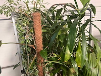 Flora limburg plant met pot ø40x76cm (4x) - afbeelding 4 van  7