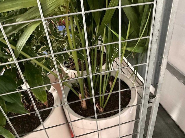 Flora limburg plant met pot ø40x76cm (4x) - afbeelding 7 van  7