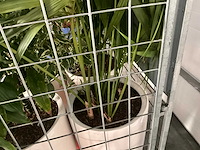 Flora limburg plant met pot ø40x76cm (4x) - afbeelding 7 van  7