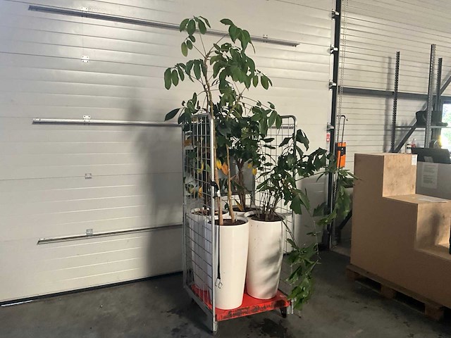 Flora limburg plant met pot ø40x76cm (4x) - afbeelding 1 van  9