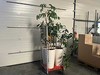Flora limburg plant met pot ø40x76cm (4x) - afbeelding 1 van  9