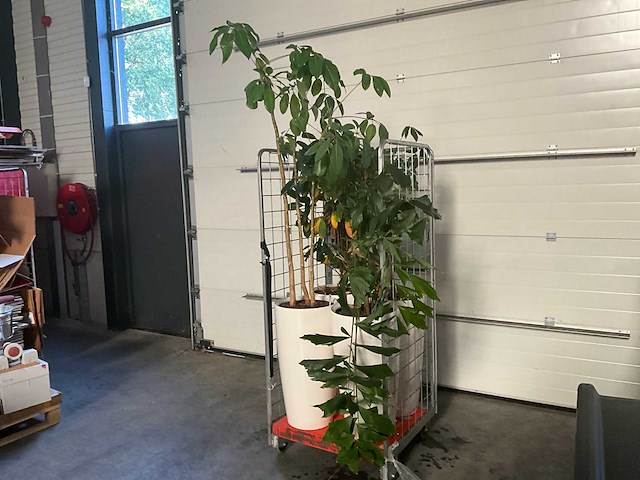 Flora limburg plant met pot ø40x76cm (4x) - afbeelding 2 van  9