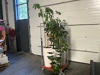 Flora limburg plant met pot ø40x76cm (4x) - afbeelding 2 van  9