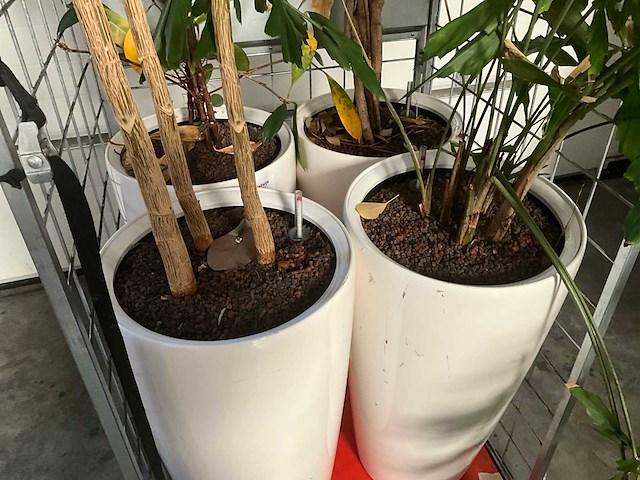 Flora limburg plant met pot ø40x76cm (4x) - afbeelding 3 van  9