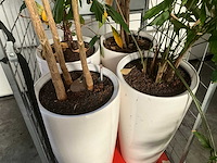 Flora limburg plant met pot ø40x76cm (4x) - afbeelding 3 van  9