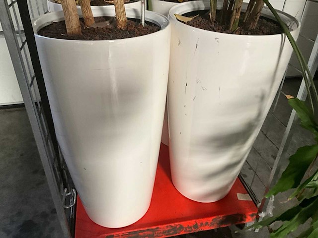 Flora limburg plant met pot ø40x76cm (4x) - afbeelding 4 van  9