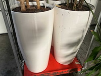 Flora limburg plant met pot ø40x76cm (4x) - afbeelding 4 van  9