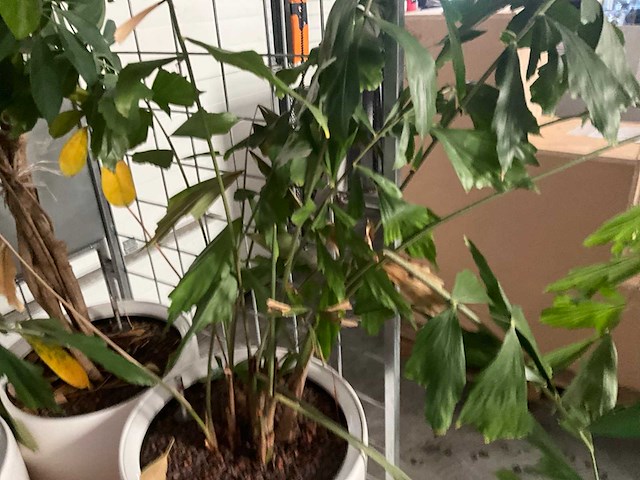 Flora limburg plant met pot ø40x76cm (4x) - afbeelding 5 van  9