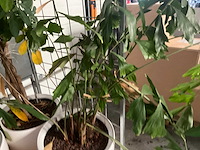 Flora limburg plant met pot ø40x76cm (4x) - afbeelding 5 van  9