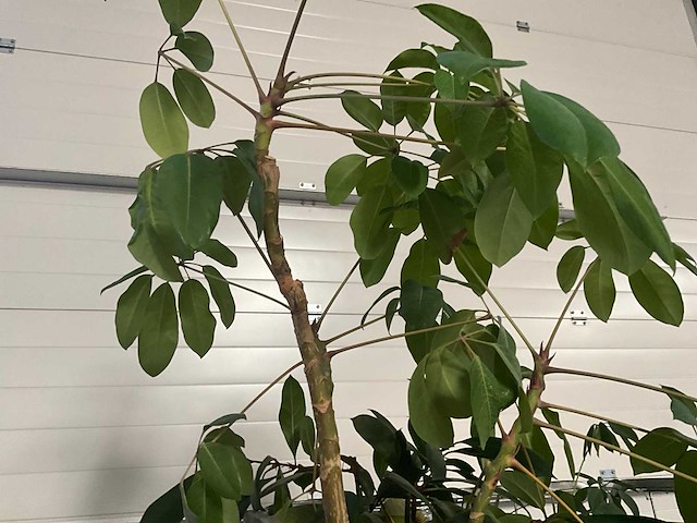 Flora limburg plant met pot ø40x76cm (4x) - afbeelding 6 van  9