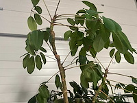 Flora limburg plant met pot ø40x76cm (4x) - afbeelding 6 van  9