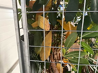 Flora limburg plant met pot ø40x76cm (4x) - afbeelding 7 van  9
