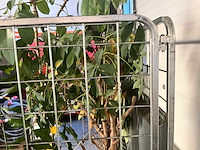 Flora limburg plant met pot ø40x76cm (4x) - afbeelding 8 van  9