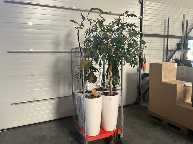 Flora limburg plant met pot ø40x76cm (4x) - afbeelding 1 van  9