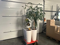 Flora limburg plant met pot ø40x76cm (4x) - afbeelding 1 van  9