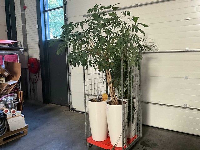Flora limburg plant met pot ø40x76cm (4x) - afbeelding 2 van  9