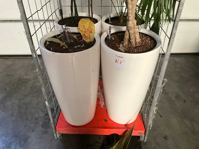 Flora limburg plant met pot ø40x76cm (4x) - afbeelding 3 van  9