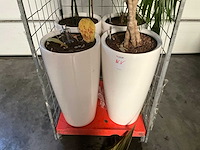Flora limburg plant met pot ø40x76cm (4x) - afbeelding 3 van  9
