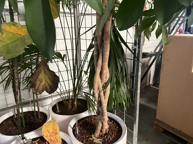 Flora limburg plant met pot ø40x76cm (4x) - afbeelding 4 van  9