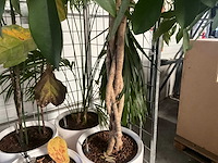 Flora limburg plant met pot ø40x76cm (4x) - afbeelding 4 van  9
