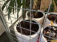 Flora limburg plant met pot ø40x76cm (4x) - afbeelding 6 van  9