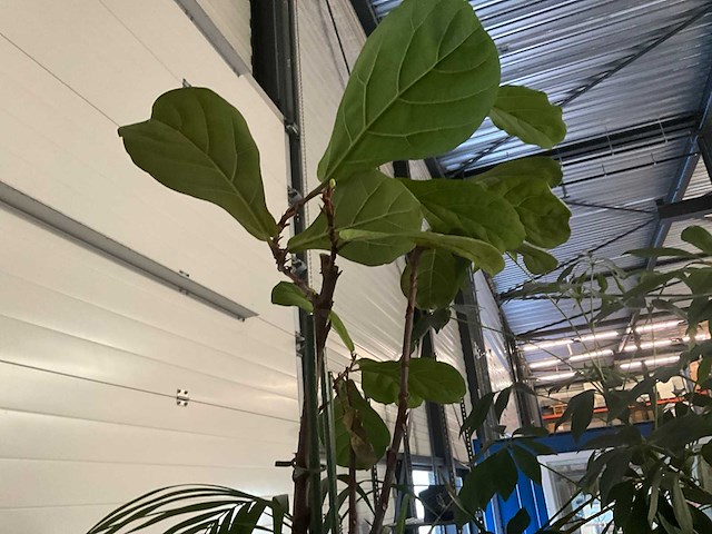 Flora limburg plant met pot ø40x76cm (4x) - afbeelding 7 van  9